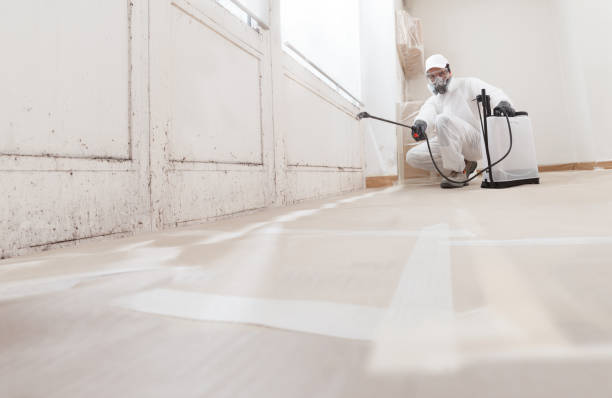 Black mold remediation team in Lake Zurich
